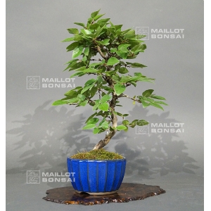 carpinus-laxiflora-22050181