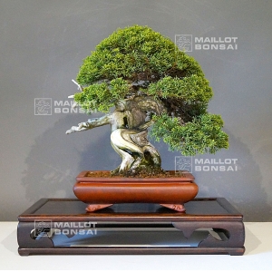 vendu-juniperus-chinensis-itoigawa-18050182