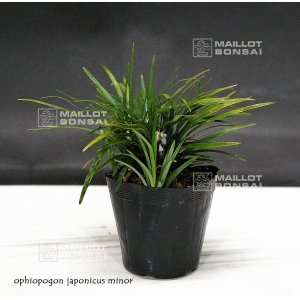 ophiopogon-japonicus-minor-godet-plastique