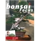 BONSAI FOCUS N° 98