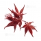 Graines d'acer amoenum bloodgood