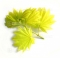 graines d'acer shirasawanum aureum