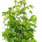 carpinus japonica 1 single tree 1 liter pot