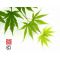 Graines d'acer palmatum AO MESHIME NO UCHI