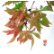 graines d'acer palmatum kinpai
