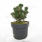 pinus-thunbergii-kotobuki-30-35-cm-pot-3-litres