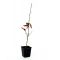 Hêtre du japon fagus crenata de semis. 40/60 cm