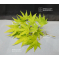 acer-palmatum-cascade-gold