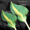 Hosta Stand by me