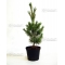 pinus-pentaphylla-variete-schoon-s-bonsai-pot-2