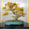 VENDU Acer palmatum 17030227