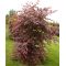 acer shirasawanum johin