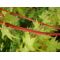 acer palmatum shin-nyo