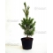 pinus pentaphylla variété "blue lou" pot 20 litres