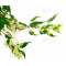crataegifolium-veitchi