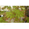 acer-palmatum-diva