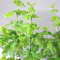 acer-circinatum-gees-witchs-broom