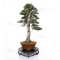 juniperus rigida ref: 19070251