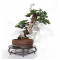 Juniperus rigida 21070252