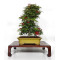 acer palmatum deshojo 24070253