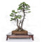 PINUS PENTAPHYLLA ref: 24070255