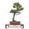 Pinus pentaphylla du Japon ref :24070256
