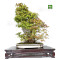 acer palmatum beni chidori 24070257