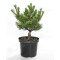 pinus-parviflora-var-iona