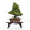 Pinus thunbergii ref: 120202513