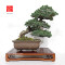 pinus pentaphylla nasu musume  ref:21020252