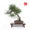 pinus densiflora ref : 210202511