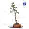 Pinus pentaphylla ref 21020255