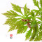 graines-d-acer-japonicum-maiku-jaku