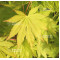 acer-shirasawanum-jordan-seeds