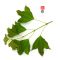 acer buergerianum set of 10 trees