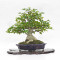 acer buergerianum ref: 25090252