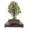 pinus pentaphylla ref: 25090254