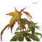 acer-palmatum-ijoshi