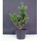pinus-parviflora-var-negishi