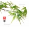 EPUISE Graines d'Acer Matsumurae dissectum viridis