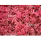 acer-palmatum-geisha-gone-s-wild