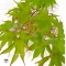 Graines d'Acer Amoenum Mon zukushi