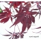 EPUISE Graines d'Acer Amoenum Sumi nagashi