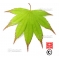 Graines d'Acer Amoenum Oshio beni