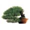 +- 20 graines de Pinus Densiflora