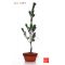 Pinus pentaphylla du Japon "ryuju" pot 2 litres