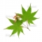 Graines d'Acer palmatum matsumurae