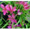 X Rhodoxis "hebron farm cerise"