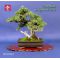 juniperus rigida bonsai ref:10120141