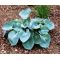 Hosta Abiqua Drinking Gourd